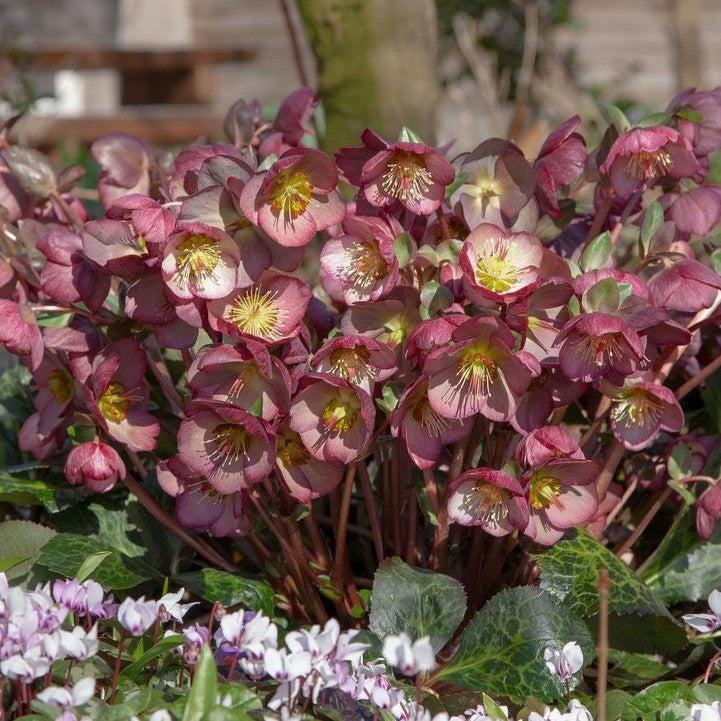 Helleborus x hybridus - FrostKiss™ Elemental Lenten Rose