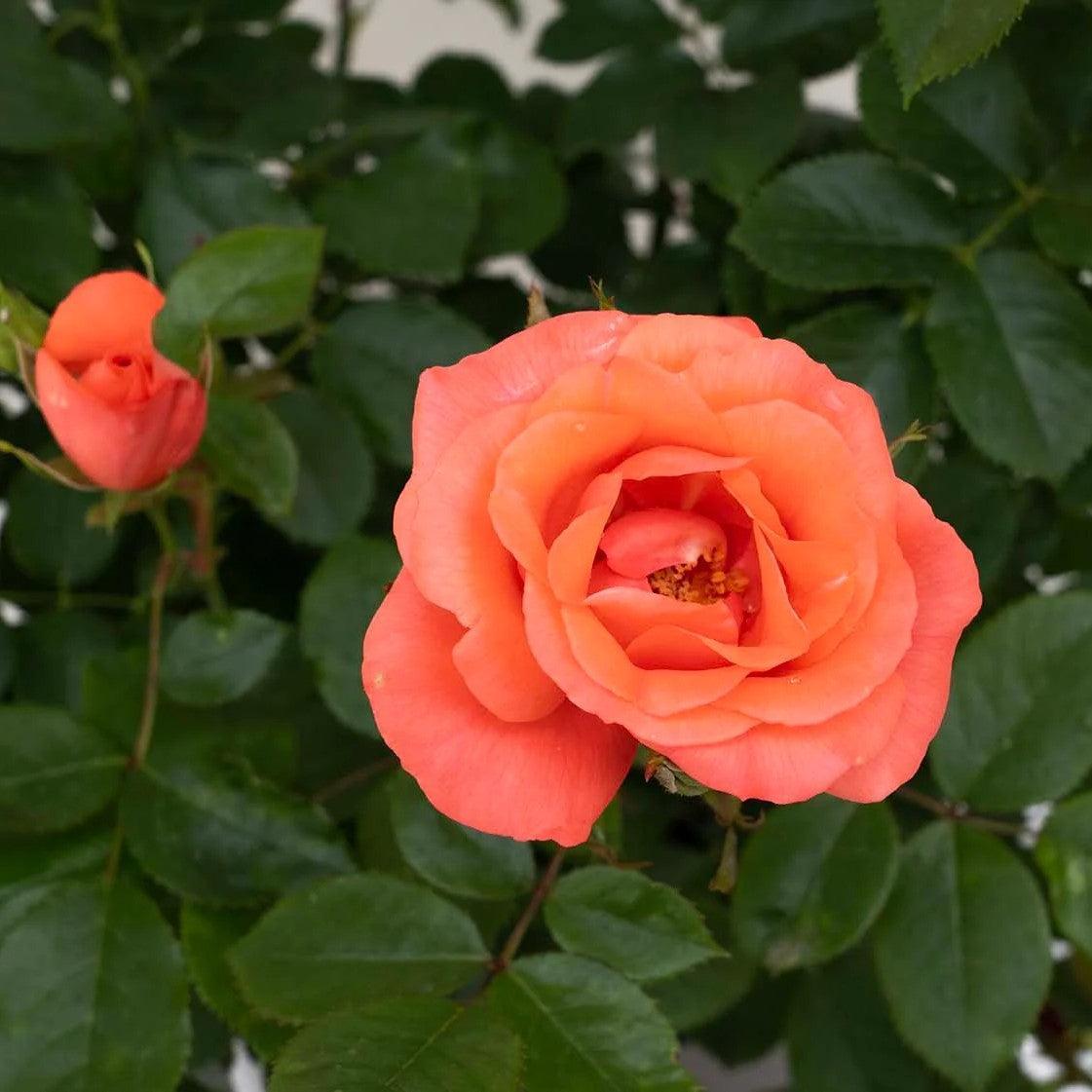 Rosa - Marmalade Skies™ Rose