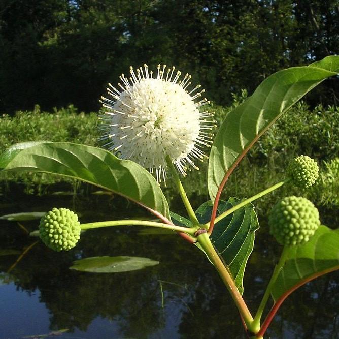 Cephalanthus occidentalis - First Editions® Fiber Optics Cephalanthus