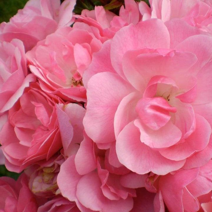 Rosa - Easy Elegance® Pinktopia Rose