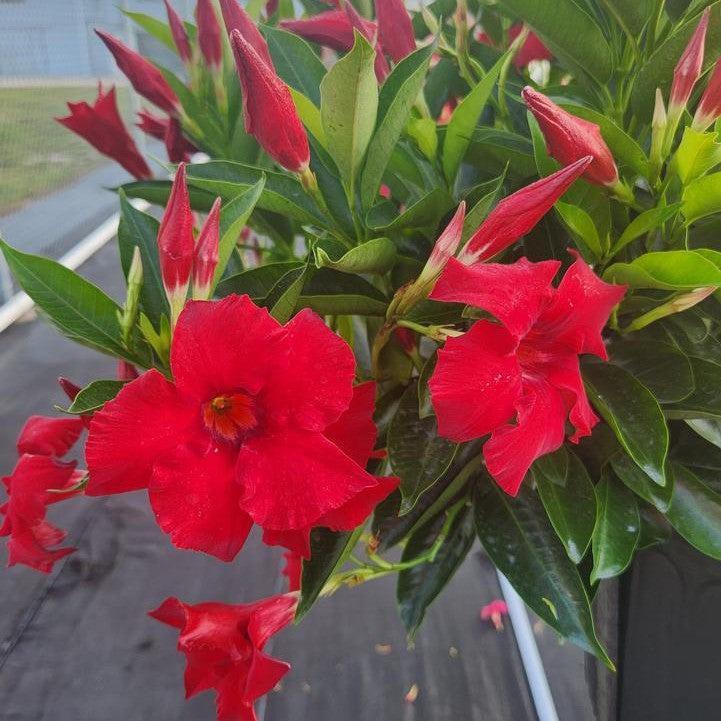 Mandevilla x 'Sundenia Red Improved’ - Sundenia® Red Improved Mandevilla