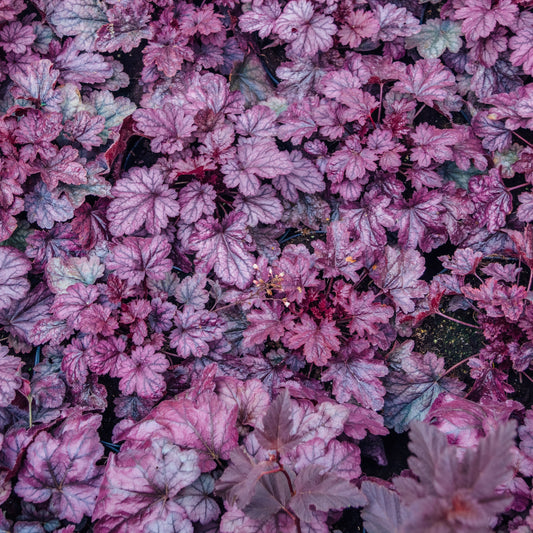 Heuchera - Grape Expectations Coral Bells