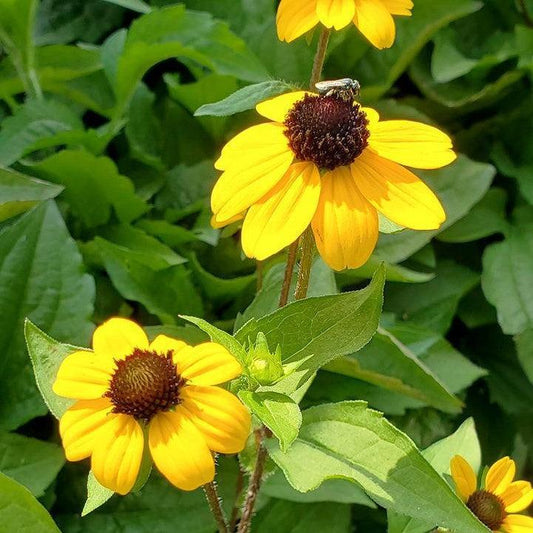 Rudbeckia triloba 'Blackjack Gold' - Blackjack Gold Coneflower