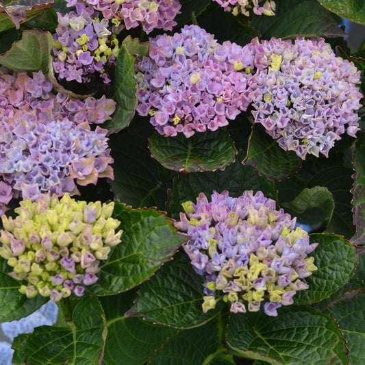 Hydrangea macrophylla - Everlasting® Revolution Hydrangea