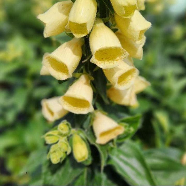 Digitalis grandiflora - Carillon Foxglove