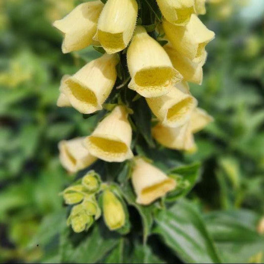 Digitalis grandiflora - Carillon Foxglove