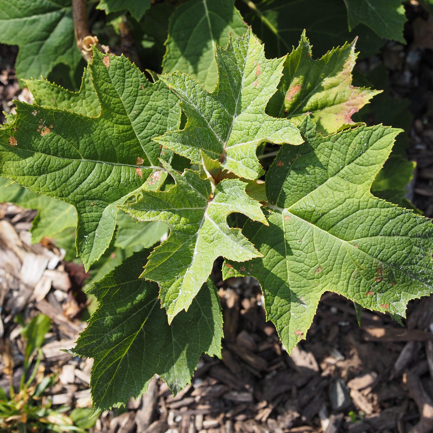 Hydrangea quercifolia - Munchkin Hydrangea