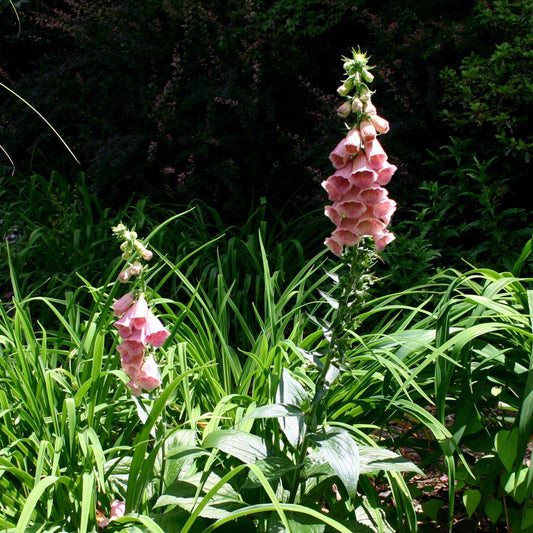 Digitalis x mertonensis - Strawberry Foxglove