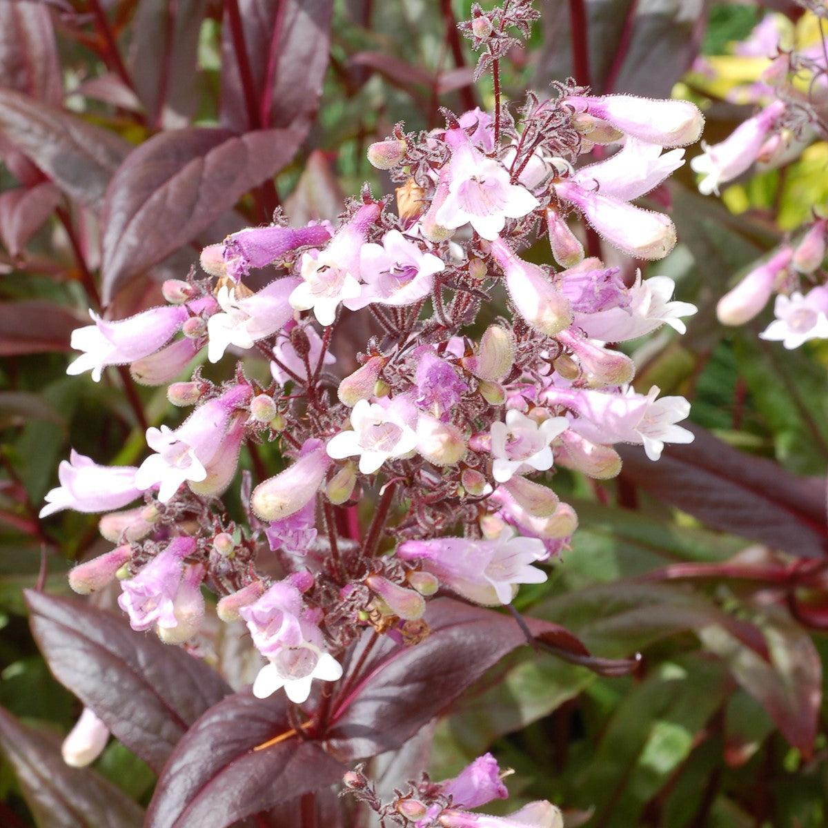 Penstemon - Dark Towers Beardtongue