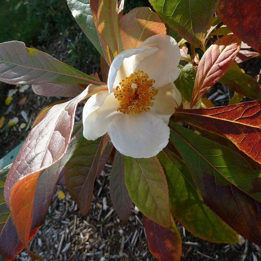 Franklinia alatamaha - Franklin Tree