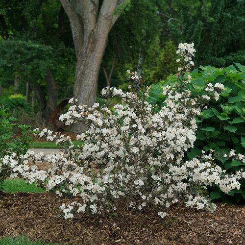 Weigela florida - Wine & Spirits® Weigela