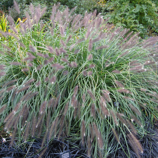 Pennisetum alopecuroides - Red Head Fountain Grass