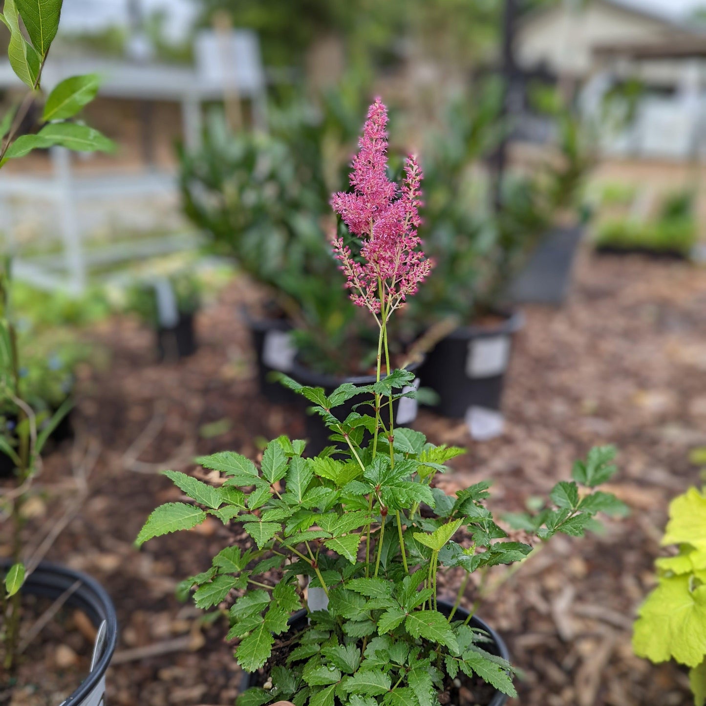 Astilbe japonica - Rheinland Japanese Astilbe