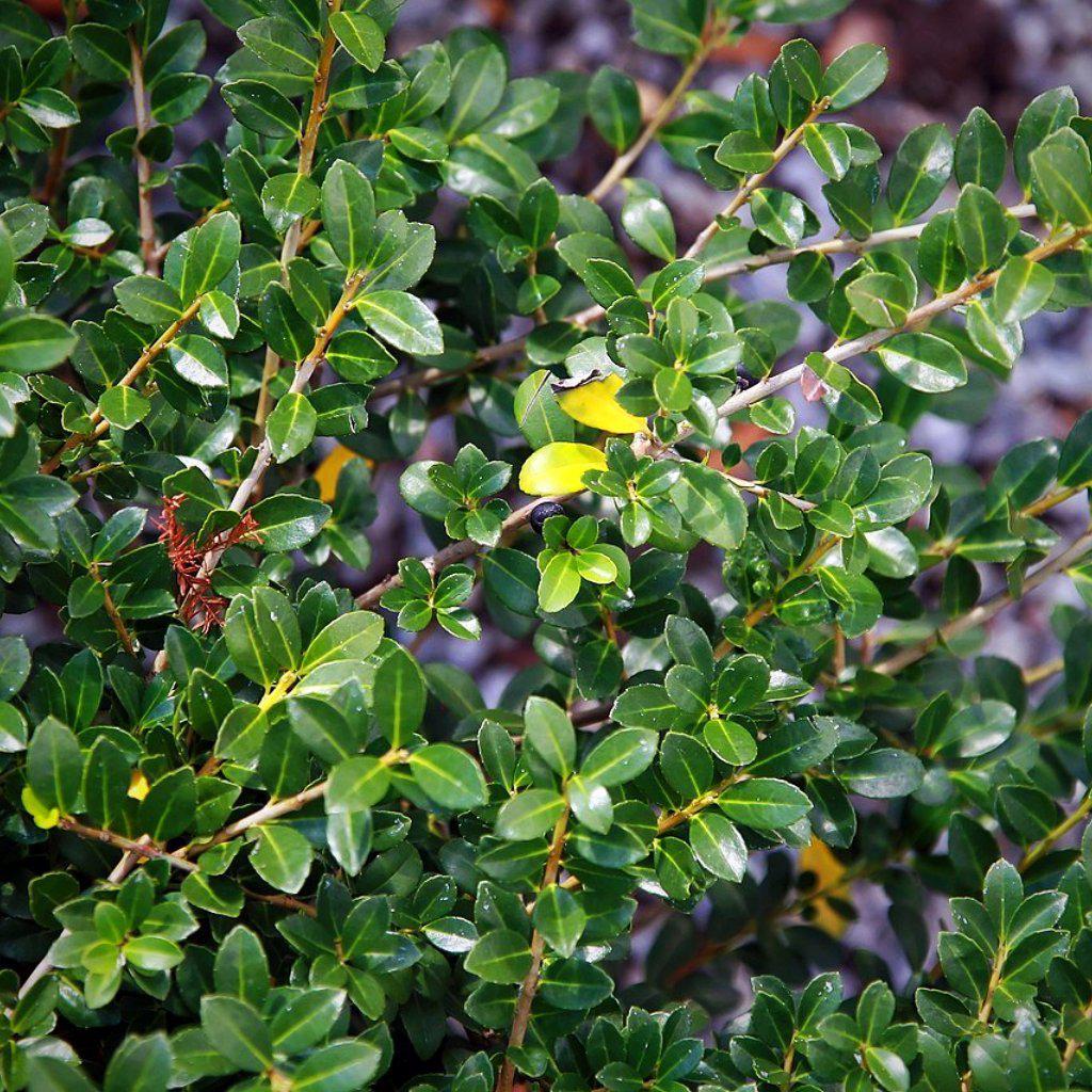 Ilex crenata - Green Luster Holly