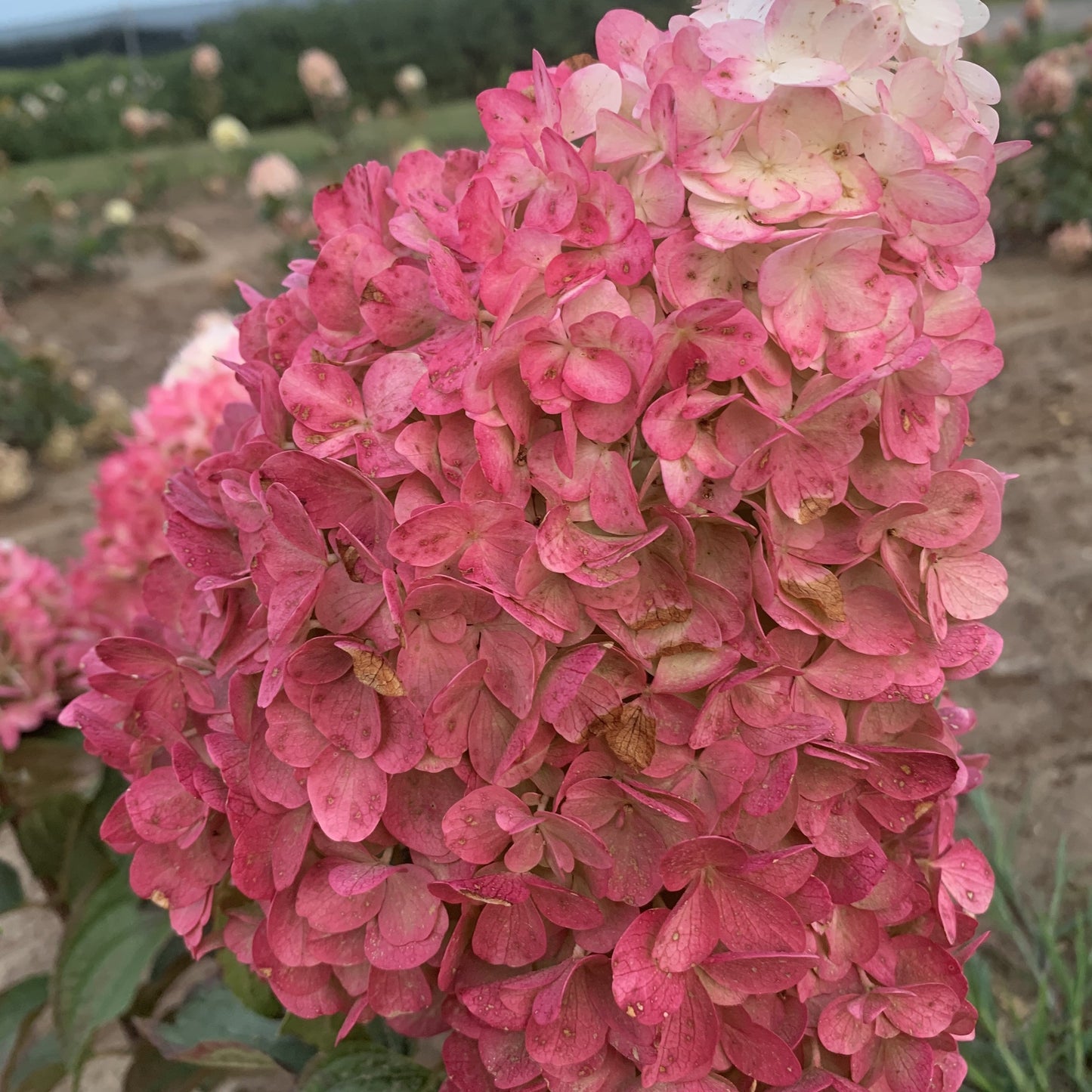 Hydrangea paniculata - Magical® Ruby Snow Hydrangea