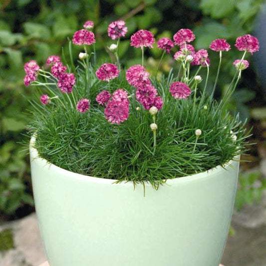 Armeria maritima - Morning Star Deep Rose Sea Thrift