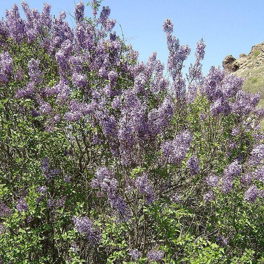 Syringa vulgaris - Common Lilac, Purple