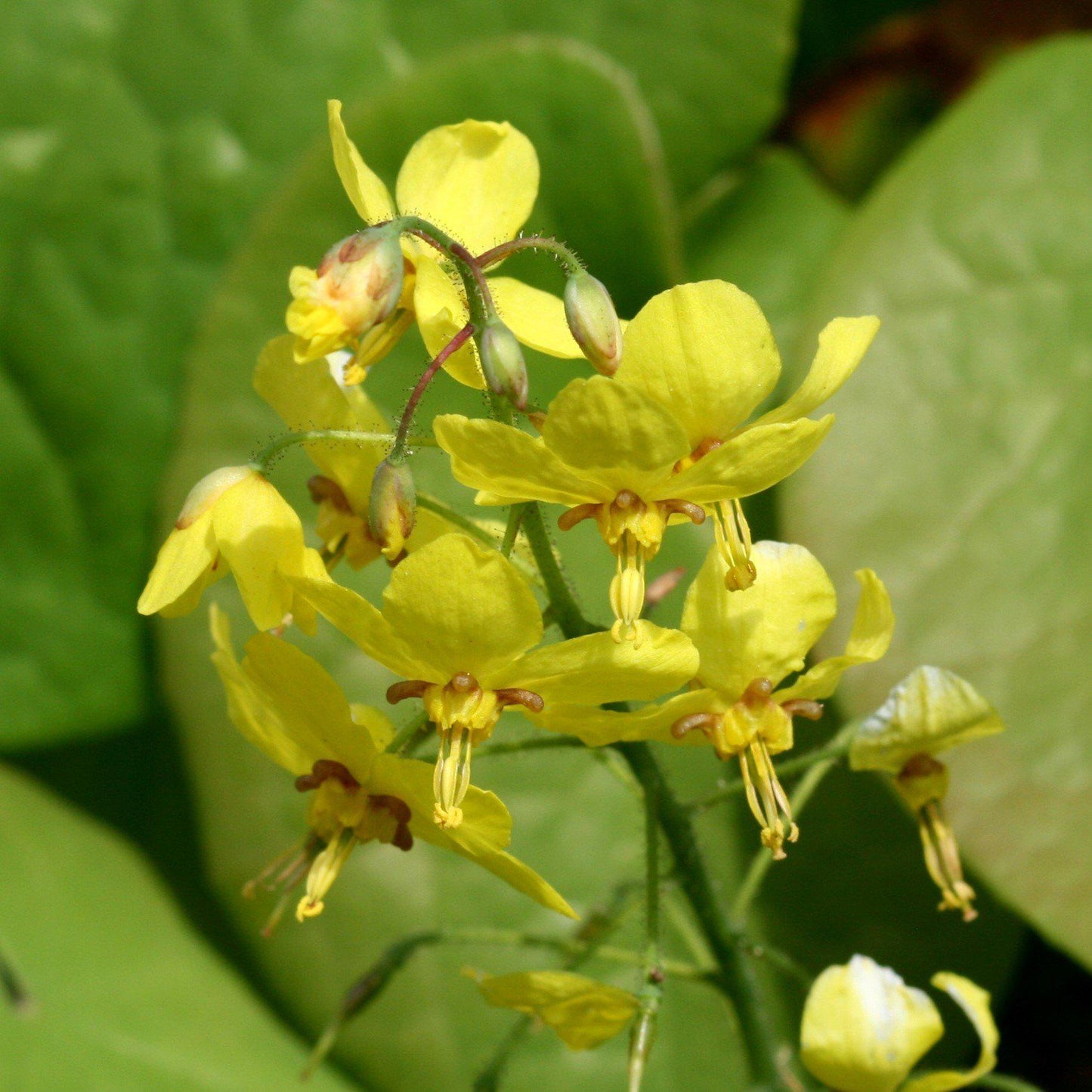 Epimedium x perralchicum - Frohnleiten Barrenwort, Bishop's Hat