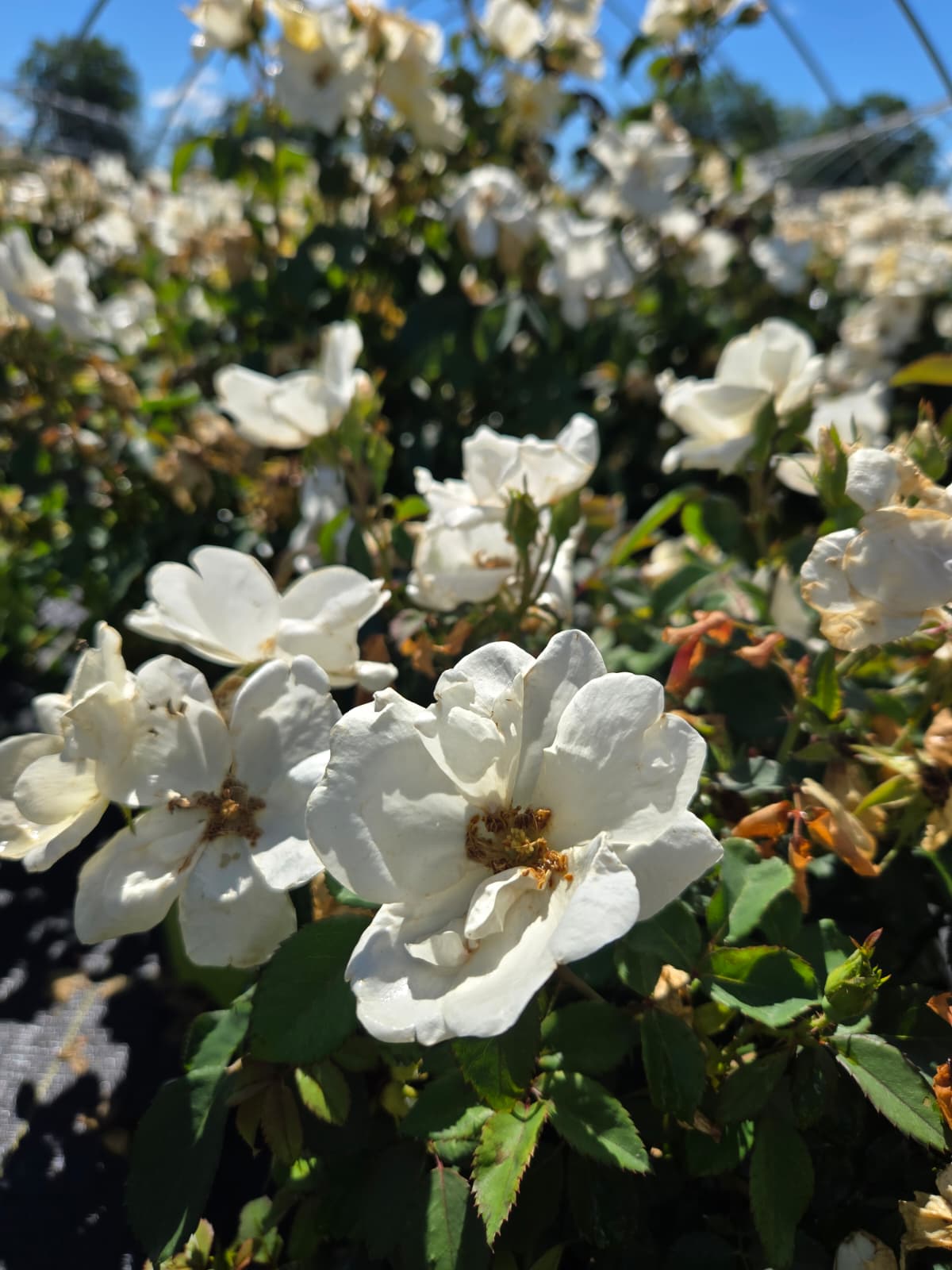 Rosa - White Knock Out® Rose