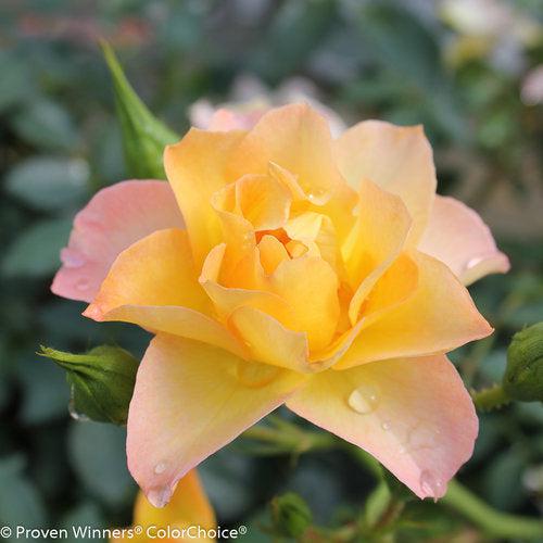 Rosa - PW® Color Choice® OSO Easy Italian Ice® Rose