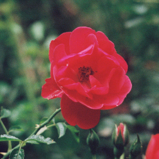 Rosa - Flower Carpet® Red Rose