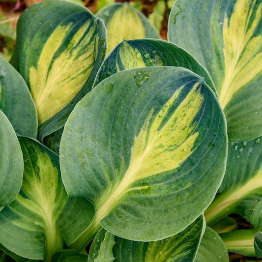 Hosta - Mouseketeer Hosta