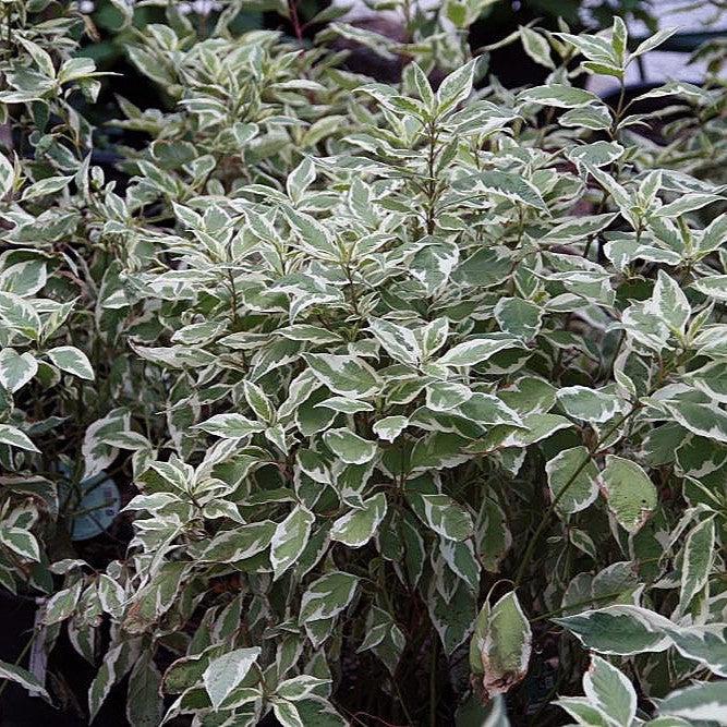 Cornus alba - Ivory Halo® Red Twig Dogwood