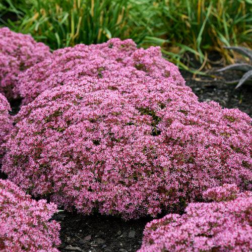 Sedum 'Pride And Joy' - Rock 'N Grow® Pride And Joy Stonecrop