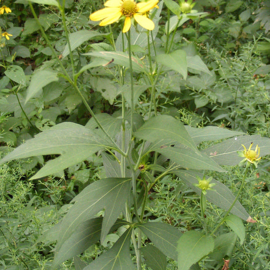 Rudbeckia laciniata - Cut-leaf Coneflower
