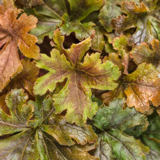 Heuchera - PW® Fun and Games® Hopscotch Coral Bells