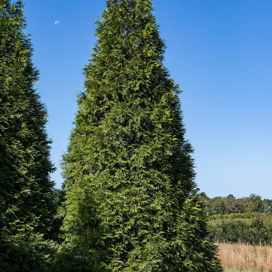 Thuja standishii x plicata - Green Giant Arborvitae