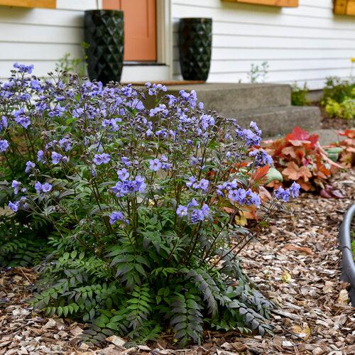 Polemonium - PW® Heaven Scent Jacob's Ladder