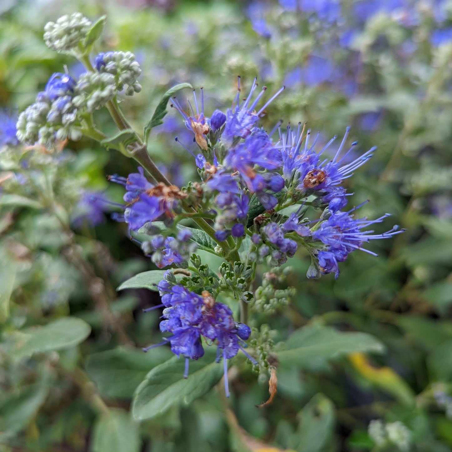 Caryopteris x clandonensis - Beyond Midnight® Bluebeard