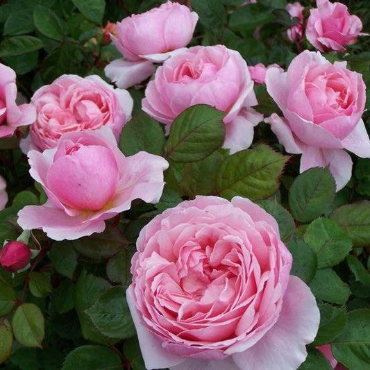 Rosa - Brother Cadfael® Rose