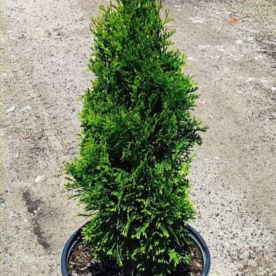 Thuja occidentalis - North Pole® Arborvitae