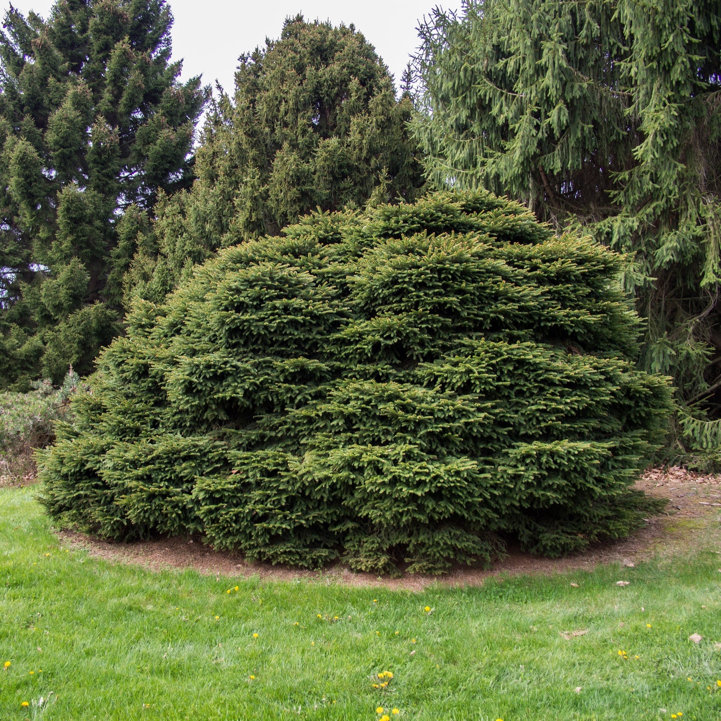 Picea abies 'Nidiformis' - Bird's Nest Spruce