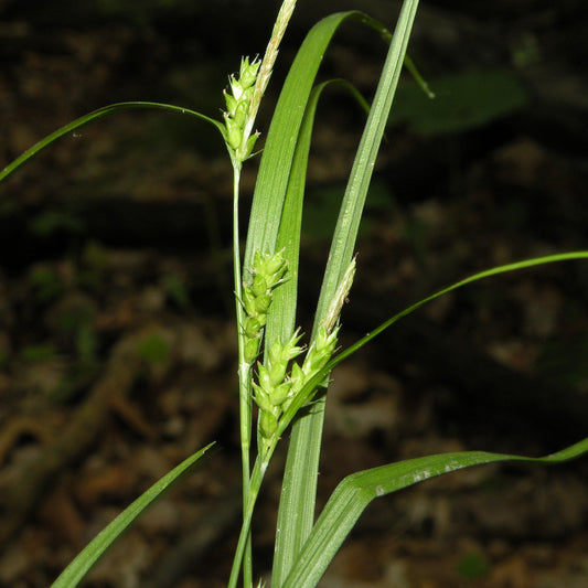 Carex amphibola - Creek Sedge