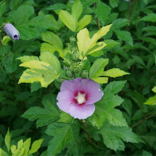 Hibiscus syriacus - PW® Paraplu Adorned® Rose of Sharon