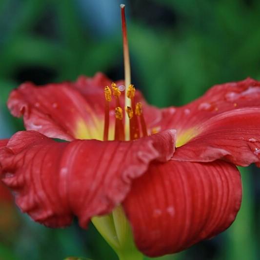 Hemerocallis - Red Hot Returns Daylily