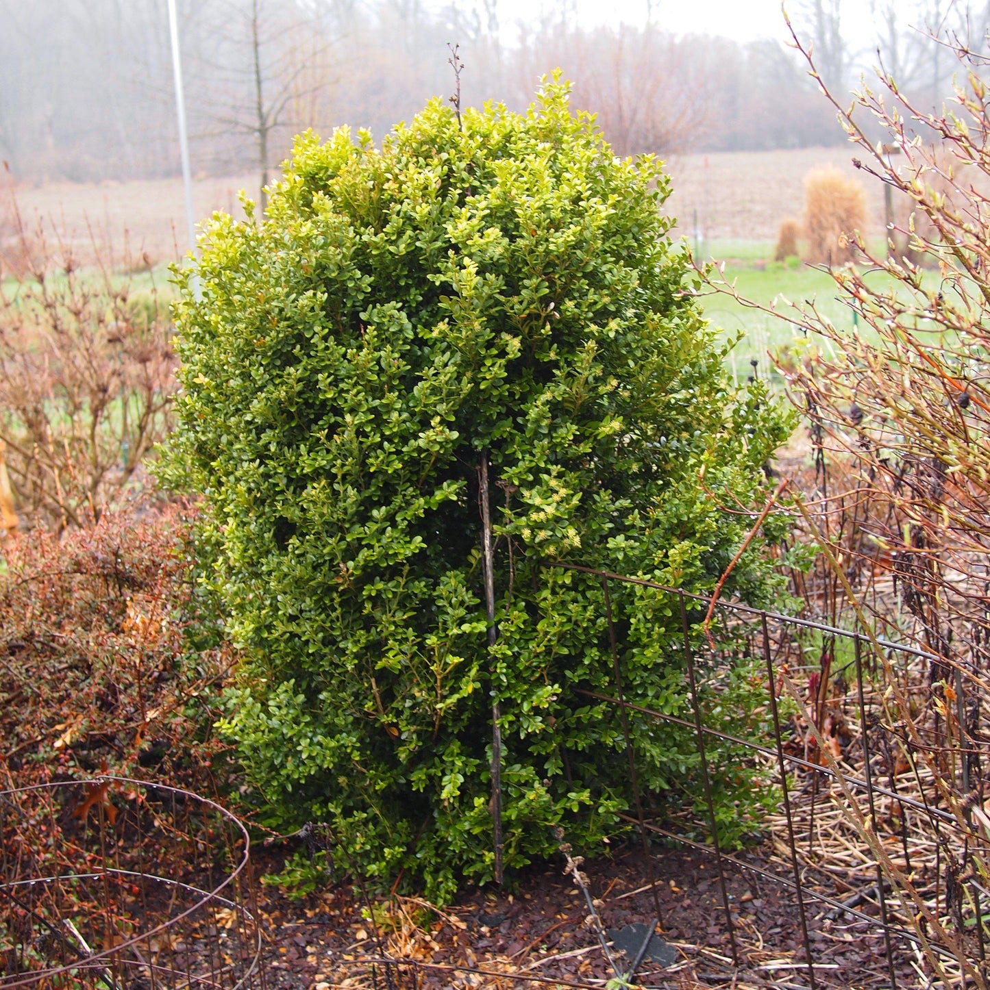 Buxus microphylla var. japonica - Winter Gem Boxwood