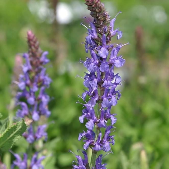 Salvia nemorosa - Blue Hill Meadow Sage