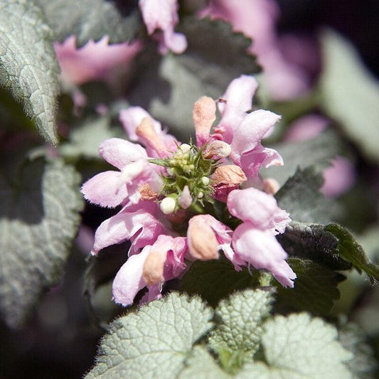 Lamium maculatum - Pink Pewter Deadnettle