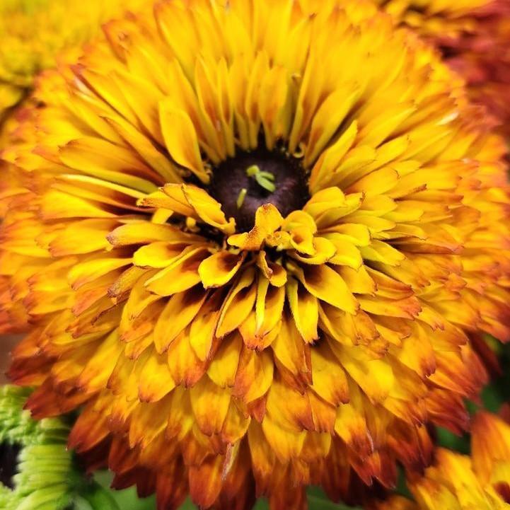 Rudbeckia hirta ‘Holtsosis851’ - Solar Sisters™ Black-eyed Susan