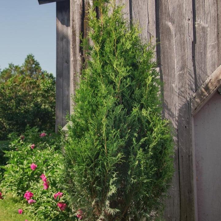 Thuja occidentalis - Sasquatch™ Dark Green Arborvitae