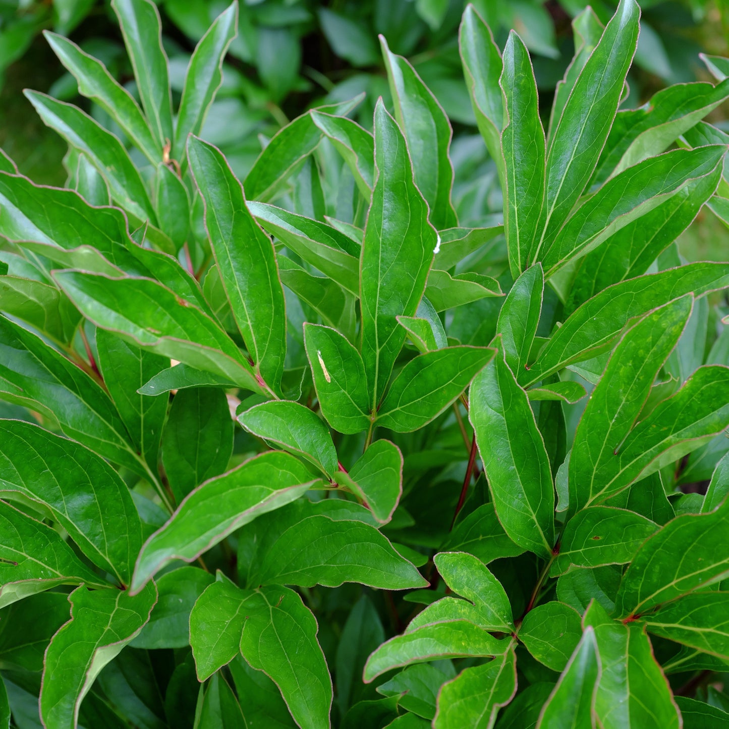 Rhododendron - Polarnacht