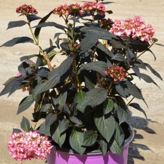 Hydrangea macrophylla - First Editions® Eclipse® Hydrangea