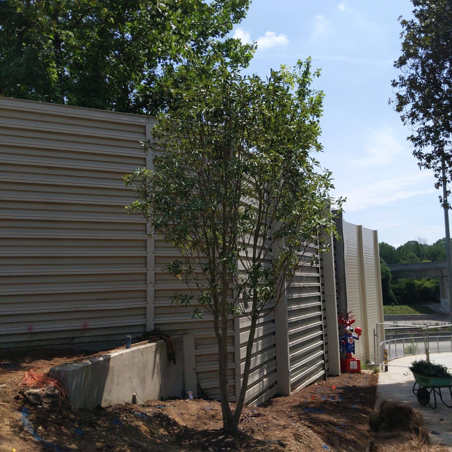 Moonglow® Sweet Bay Magnolia
