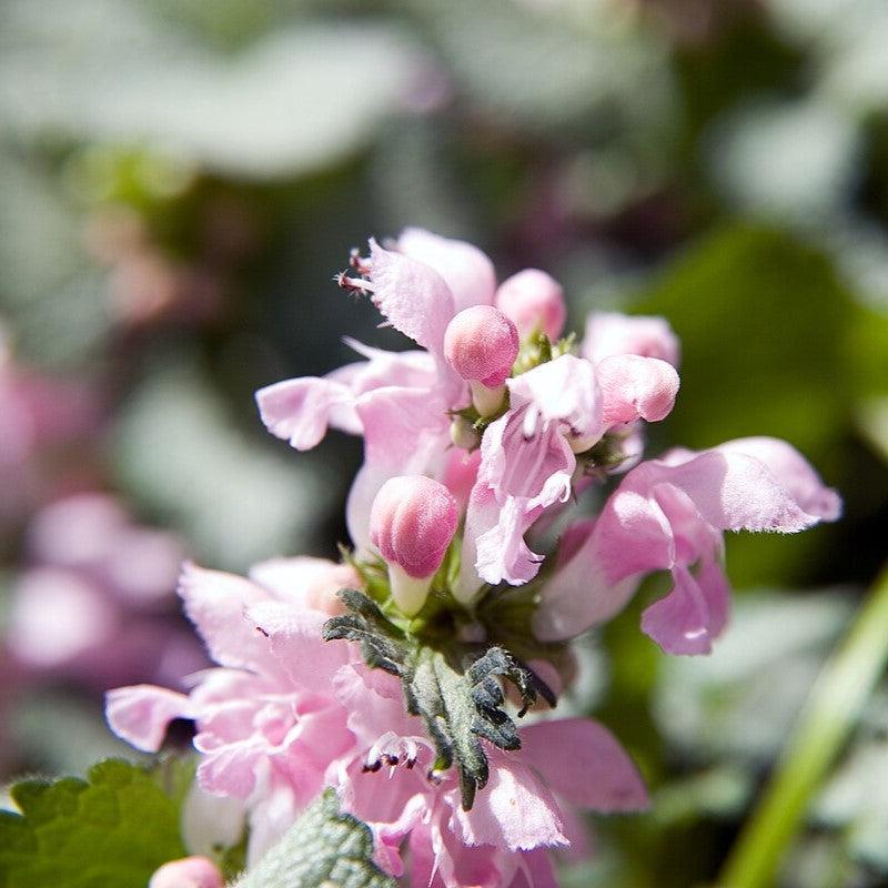 Lamium maculatum - Pink Pewter Deadnettle