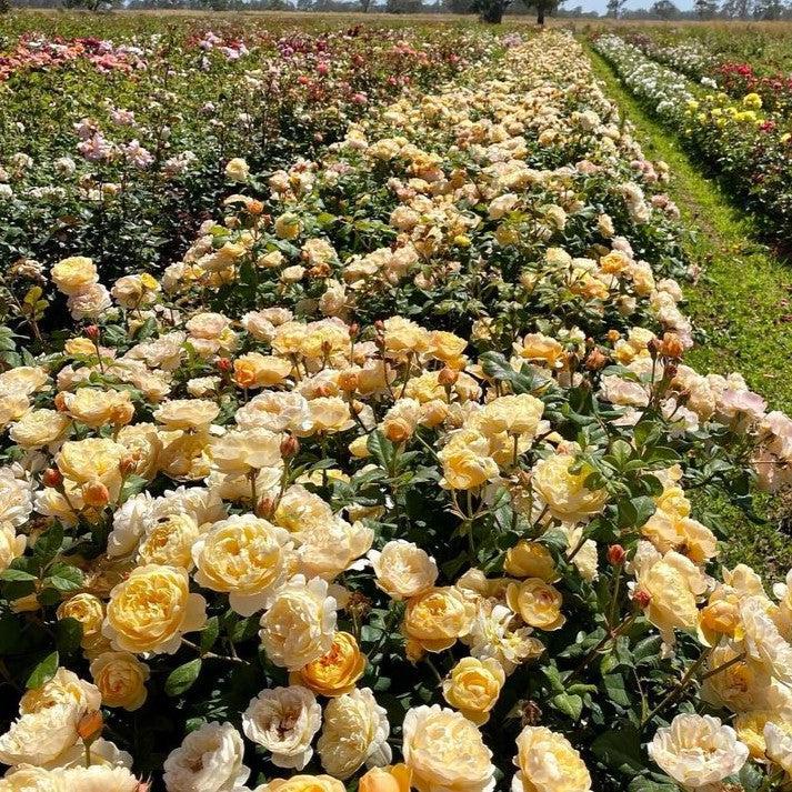 Rosa - Roald Dahl Rose