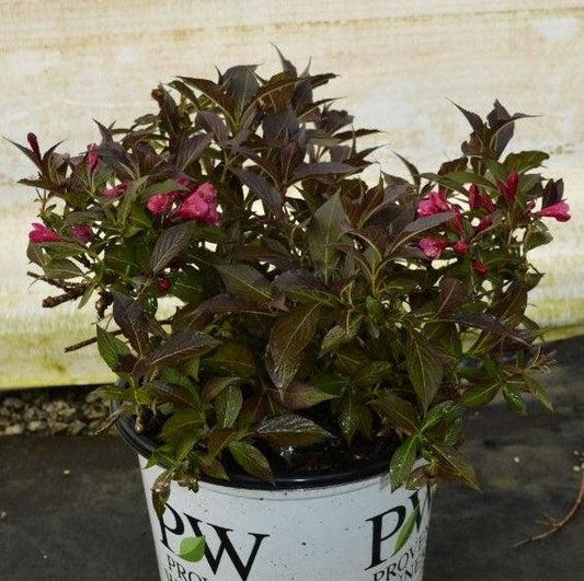 Weigela florida - Spilled Wine® Weigela